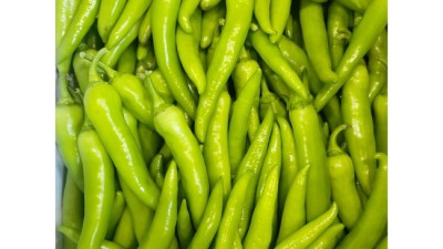 당료고추 🌶️ 솔직 후기! 득템 찬스 놓치면 후회각?